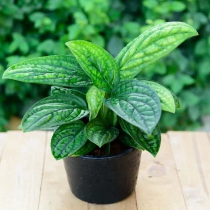 Monstera Peru Plant Sapling (1pc)