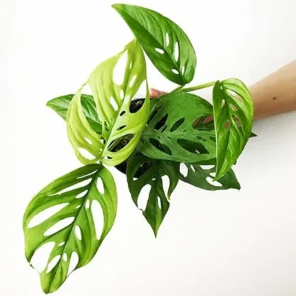 Monstera Broken Heart Plant Sapling (1pc)