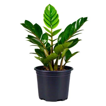 Zamioculcas zamiifolia 4 inch plant